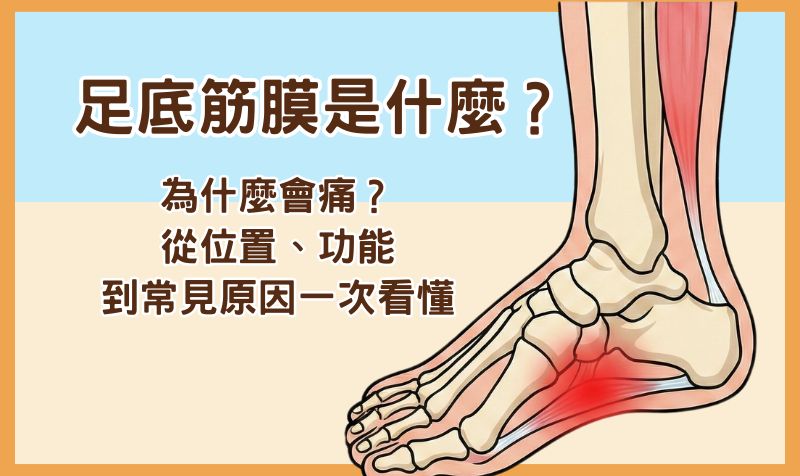 足底筋膜是什麼？為什麼會痛？從位置、功能到常見原因一次看懂